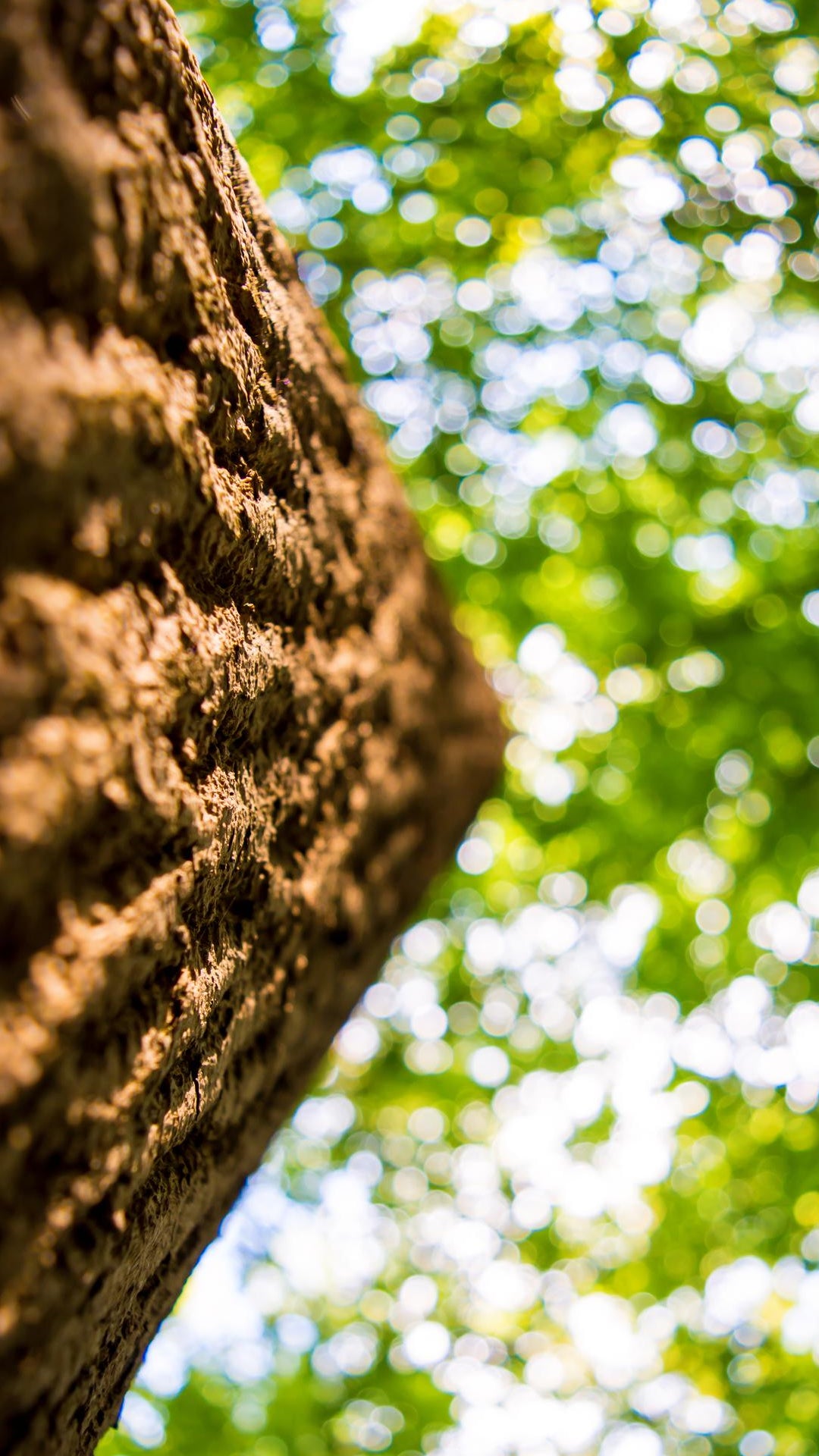 Cortiça e Sustentabilidade: Uma Combinação Natural