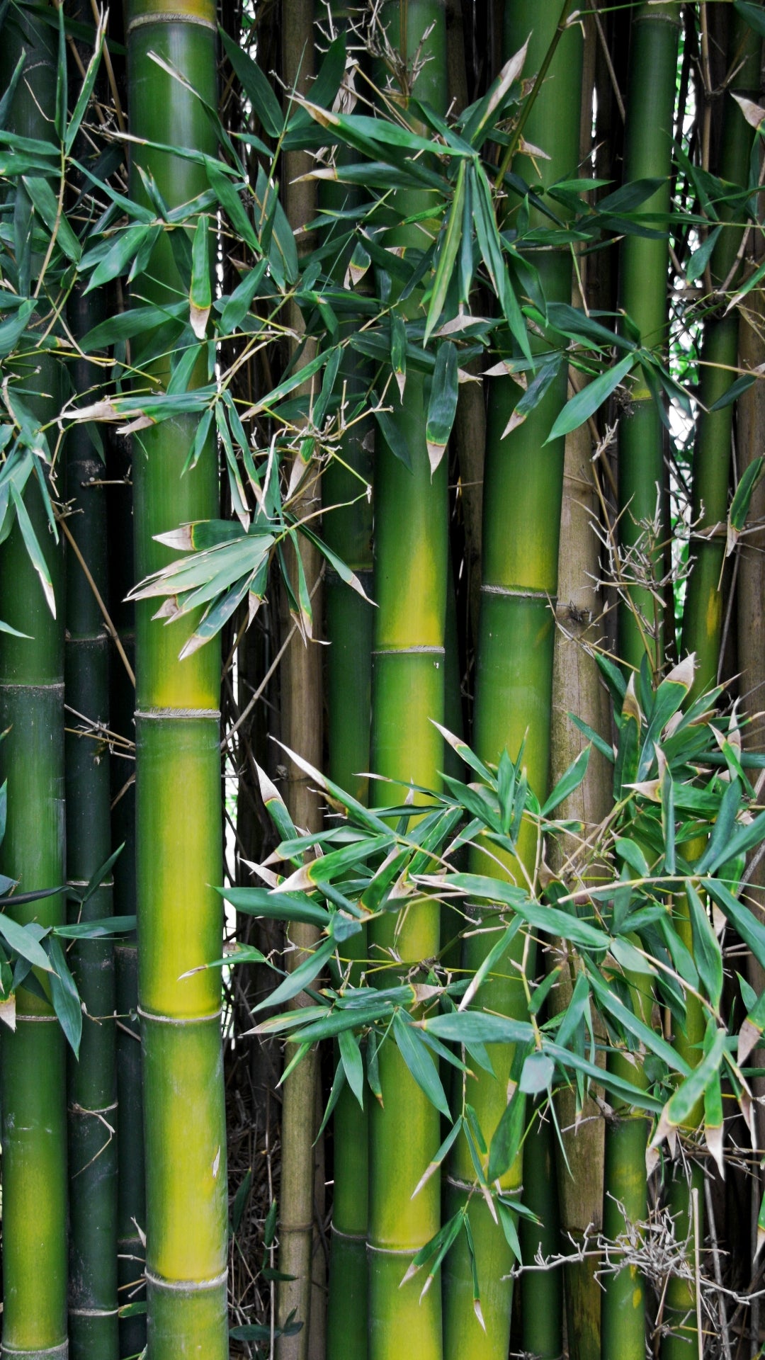 Bambu: sustentável, flexível e resistente